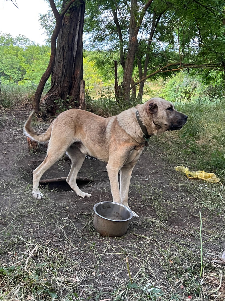 Vind Caței Rasa Kangal foto 4
