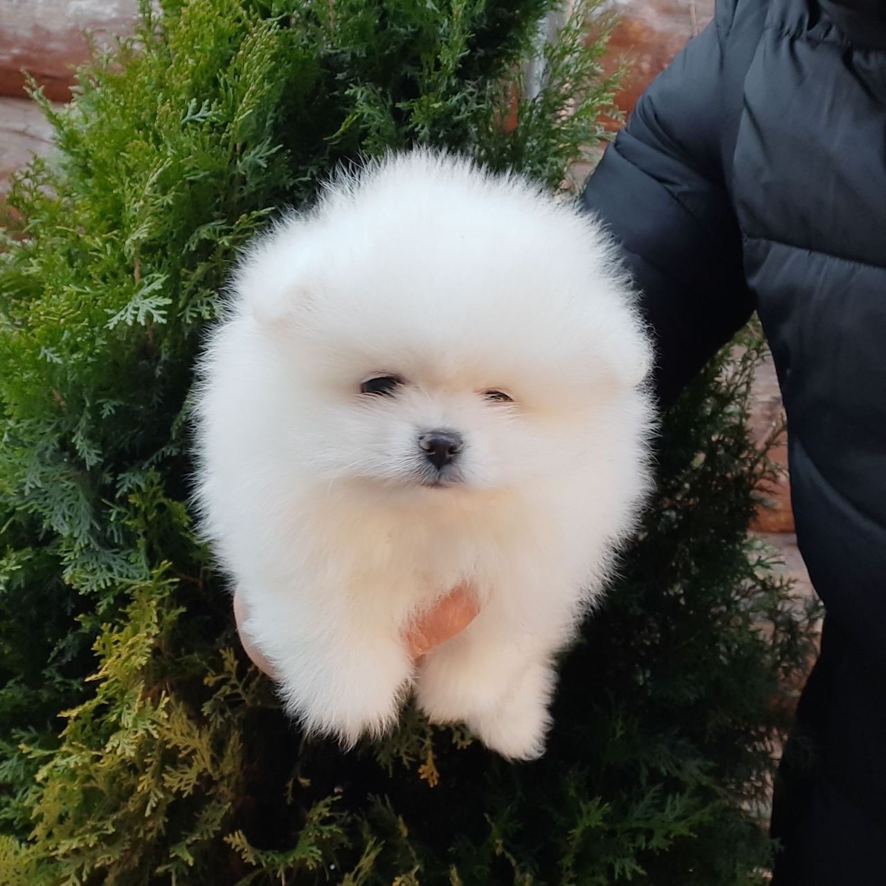 Померанский шпиц(spitz pomeranian) foto 1