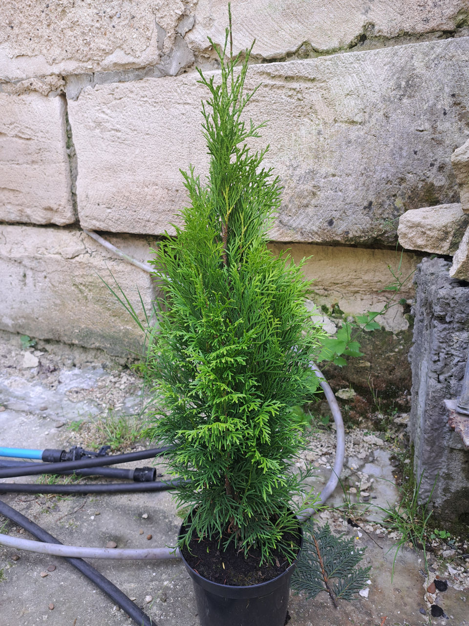 Thuja occidentalis foto 0