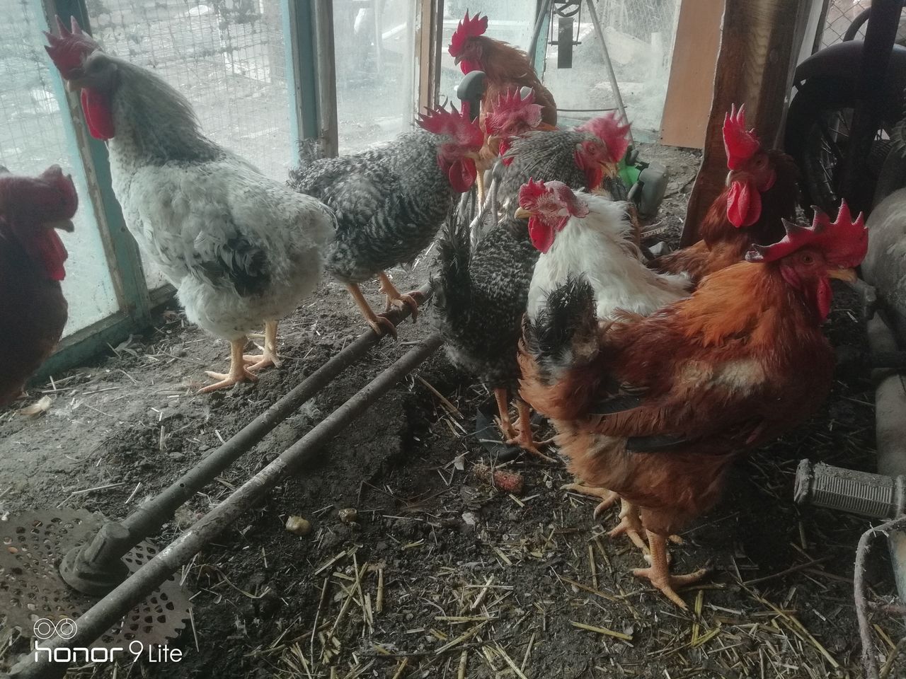 Продам петухов