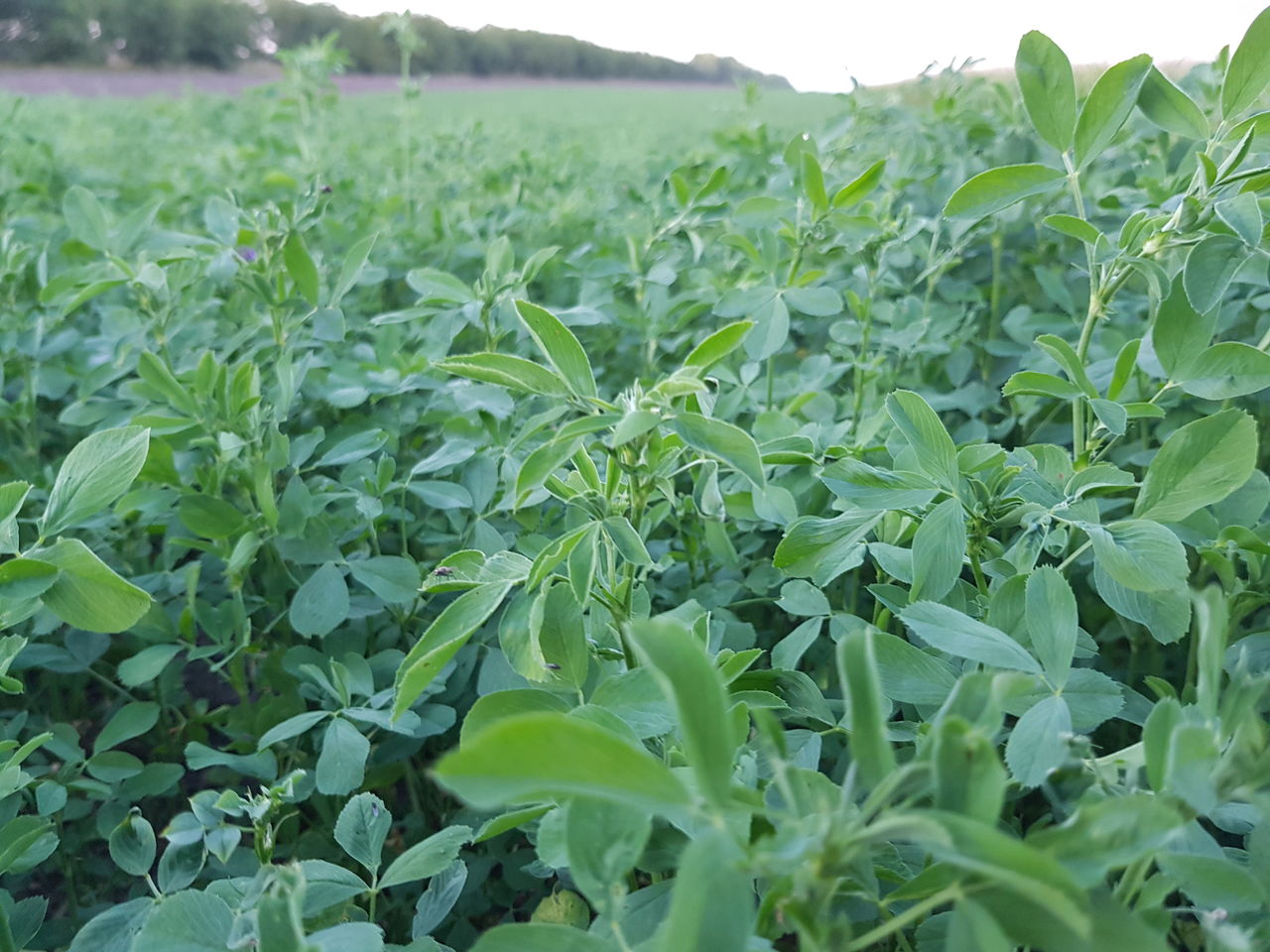 Vindem seminte de lucerna din Moldova, Italia, Olanda, pentru cei care le pasa de munca  lor! foto 7