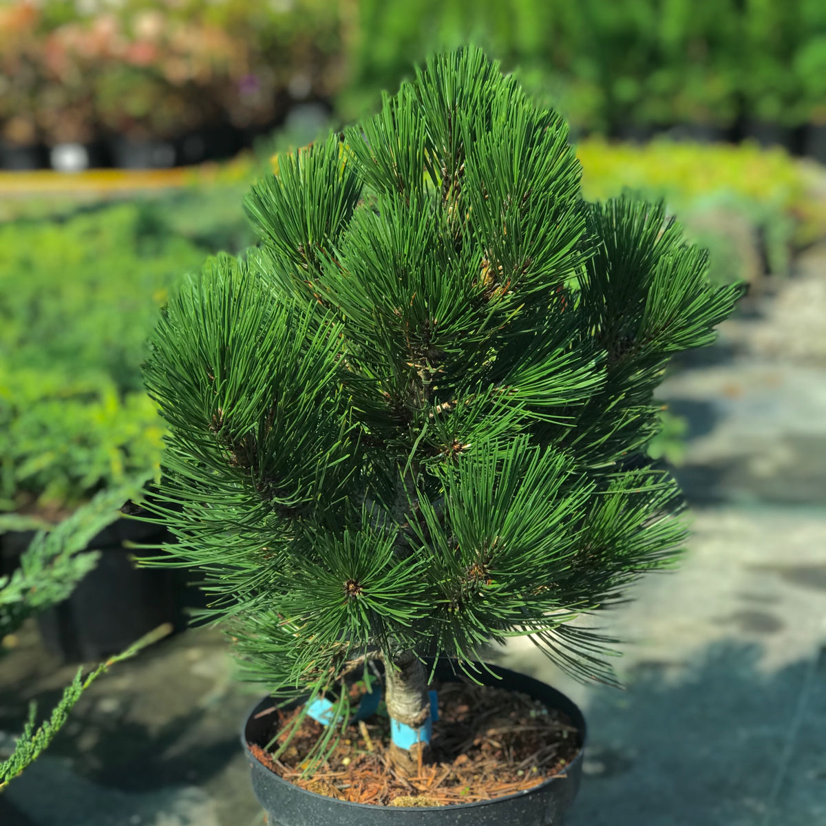 Pinus foto 0