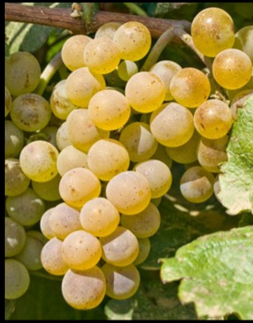 Сорт винограда лидия фото и описание