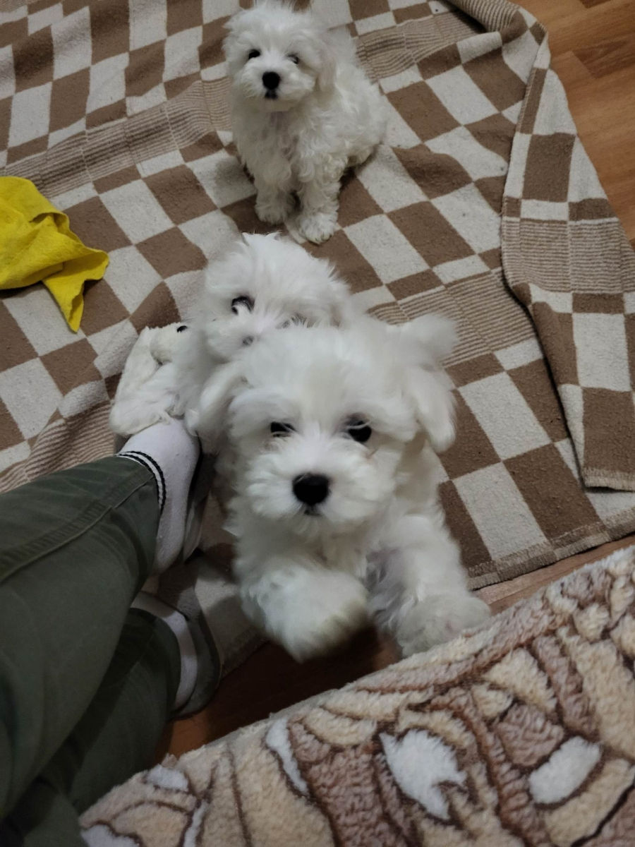 Vind bichon Maltez  фото 1