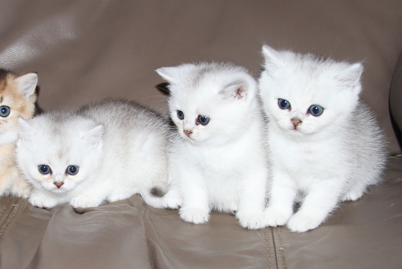 Pisica / Pisoi British Shorthair Chinchilla de Vânzare  foto 4