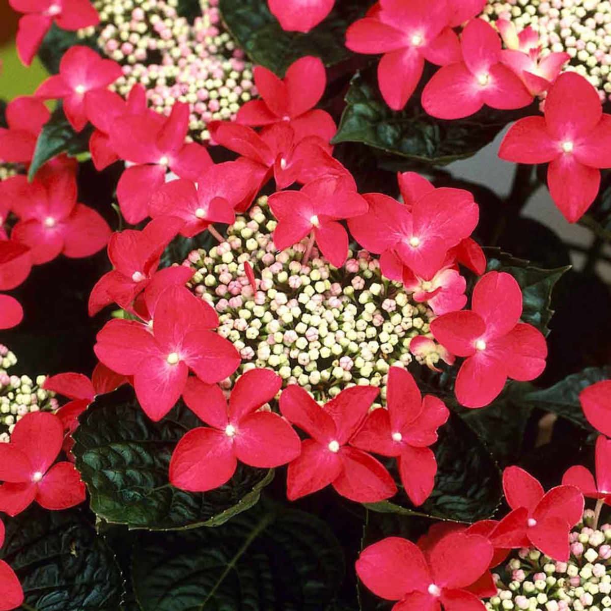 Hortensia foto 2