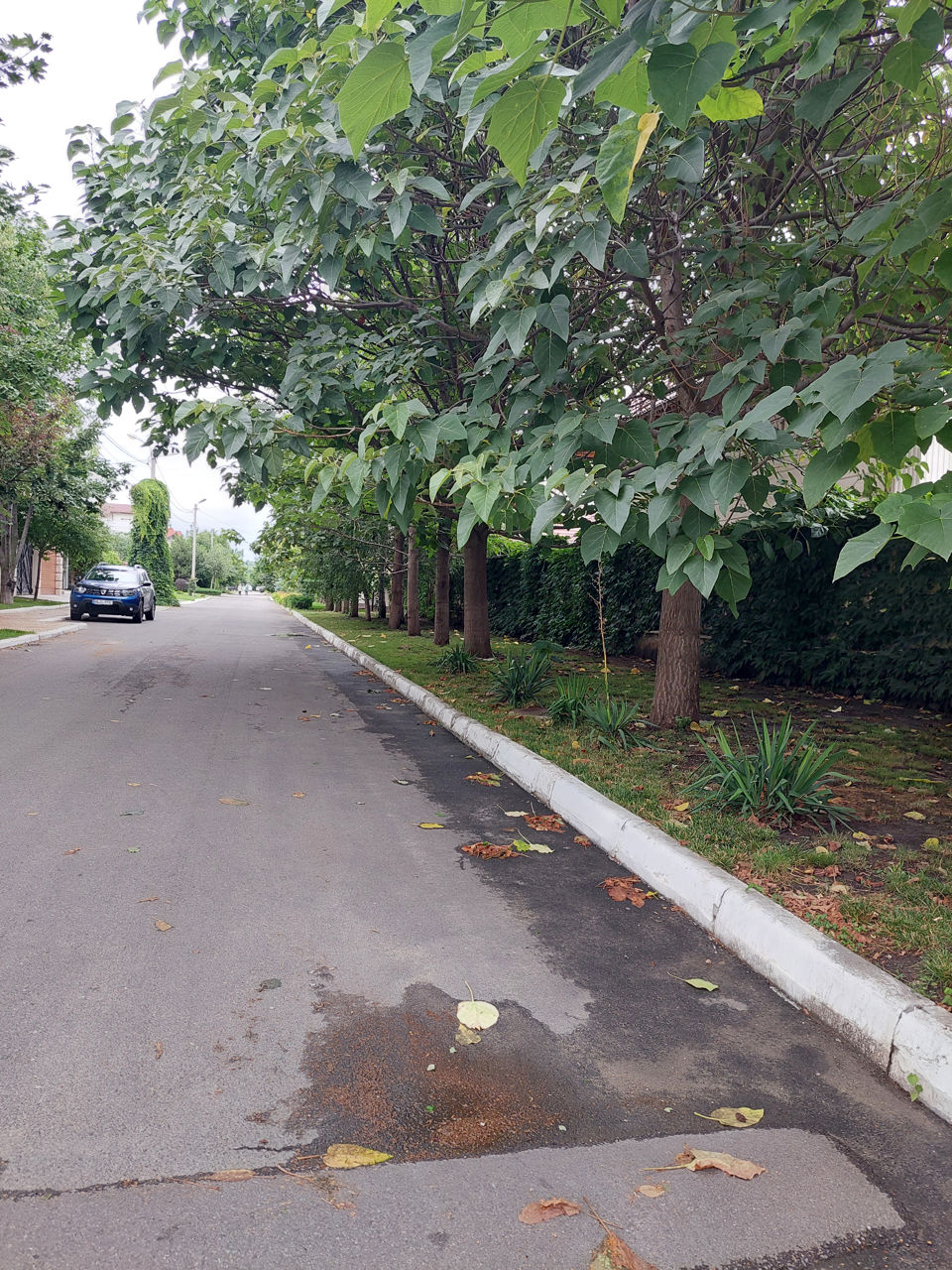 Paulownia-seminte,rasad,drajoni,butasi.. foto 6