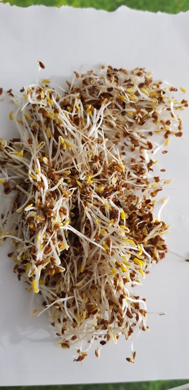 Vindem seminte de lucerna din Moldova, Italia, Olanda, pentru cei care le pasa de munca  lor! foto 8