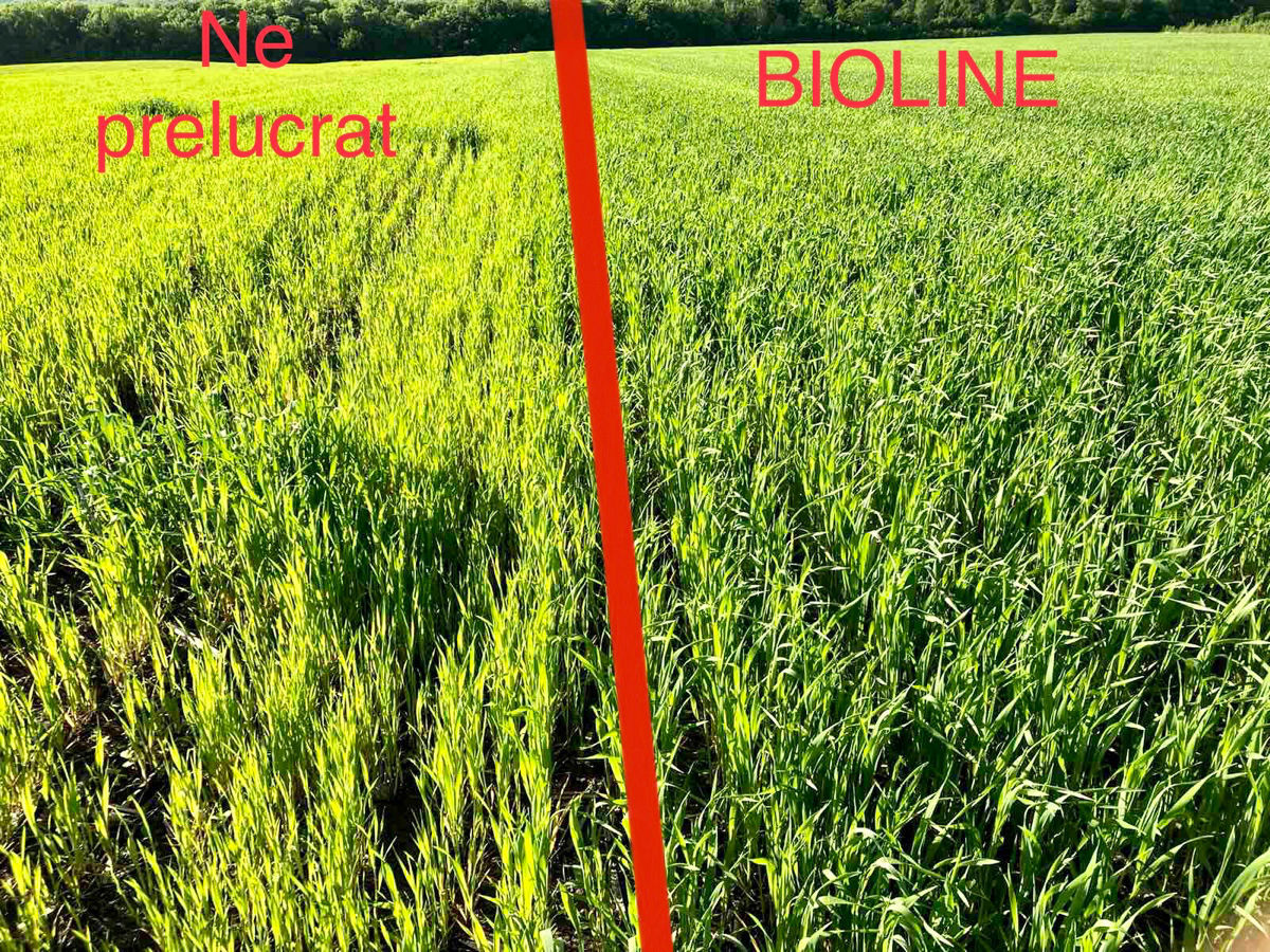 Ingrasaminte Foliare de la Producator foto 1