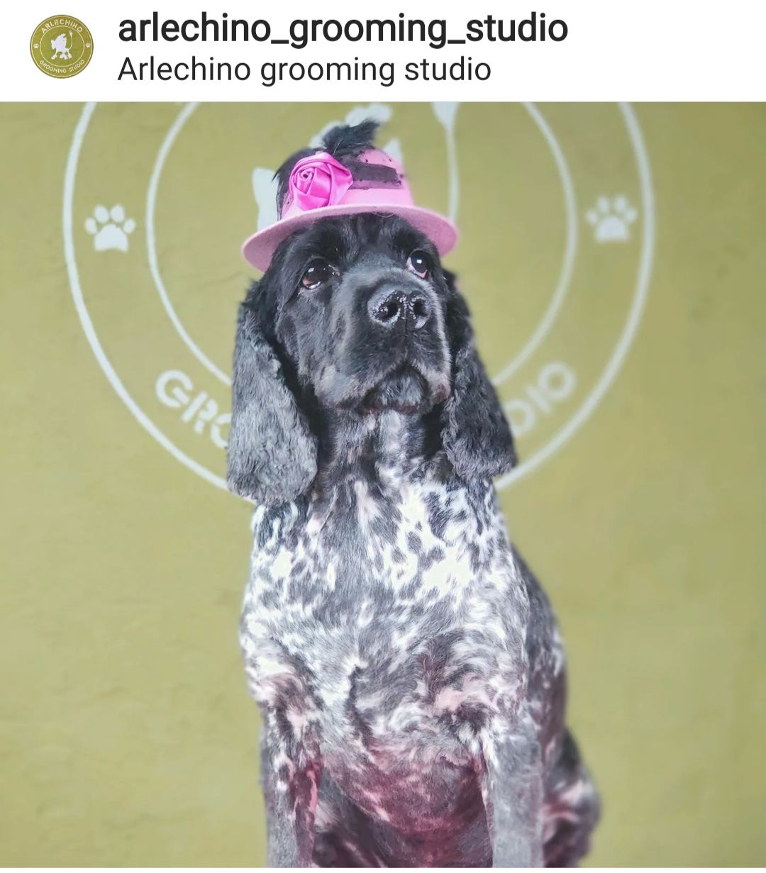 "Arlechino Grooming Studio". Буюканы. Стрижка собак и кошек. foto 3