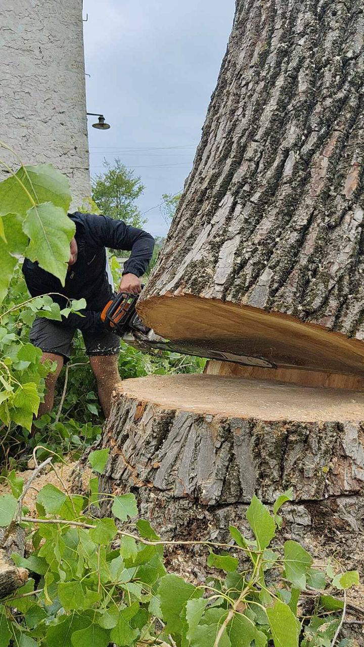 Спилить дерево. Удаление вырубка деревьев foto 0