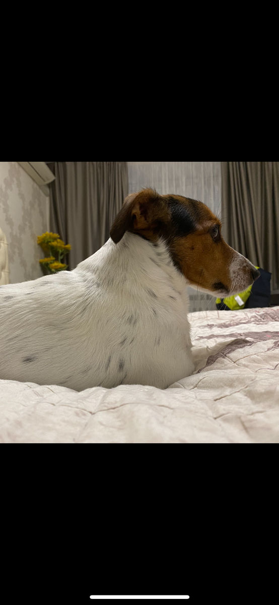 Imperechere Jack Russell foto 3