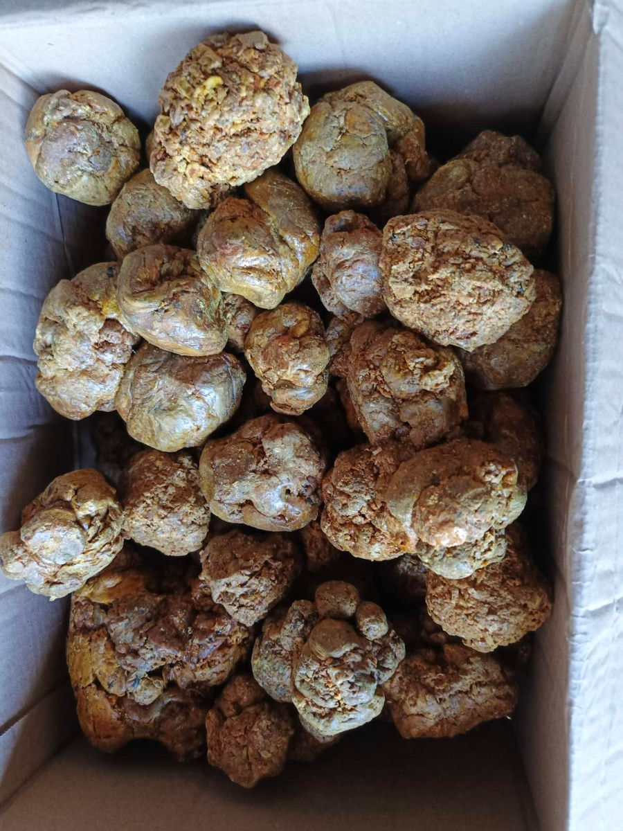 Прополис