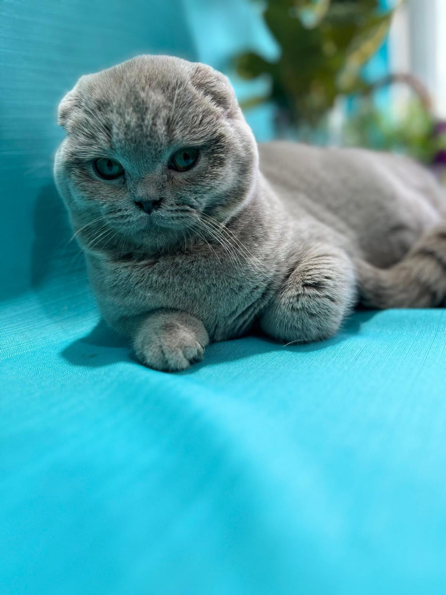 Кот лиловый вислоухий! Бельцы.  фото 1