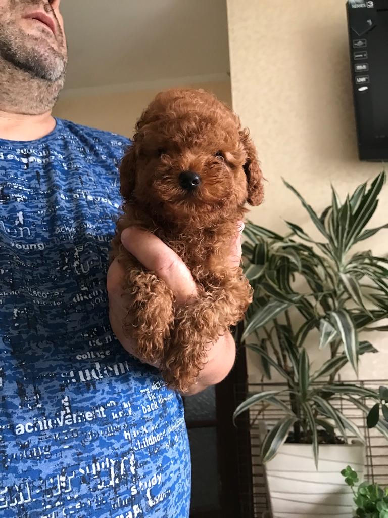Toy pudel (toy poodle) foto 1