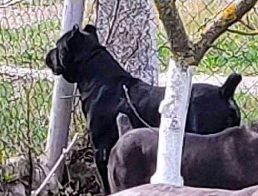 Вязка кане-корсо