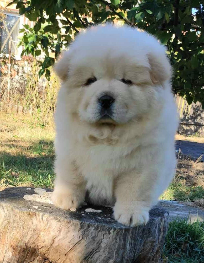 Чау чау (Chow chow) foto 1