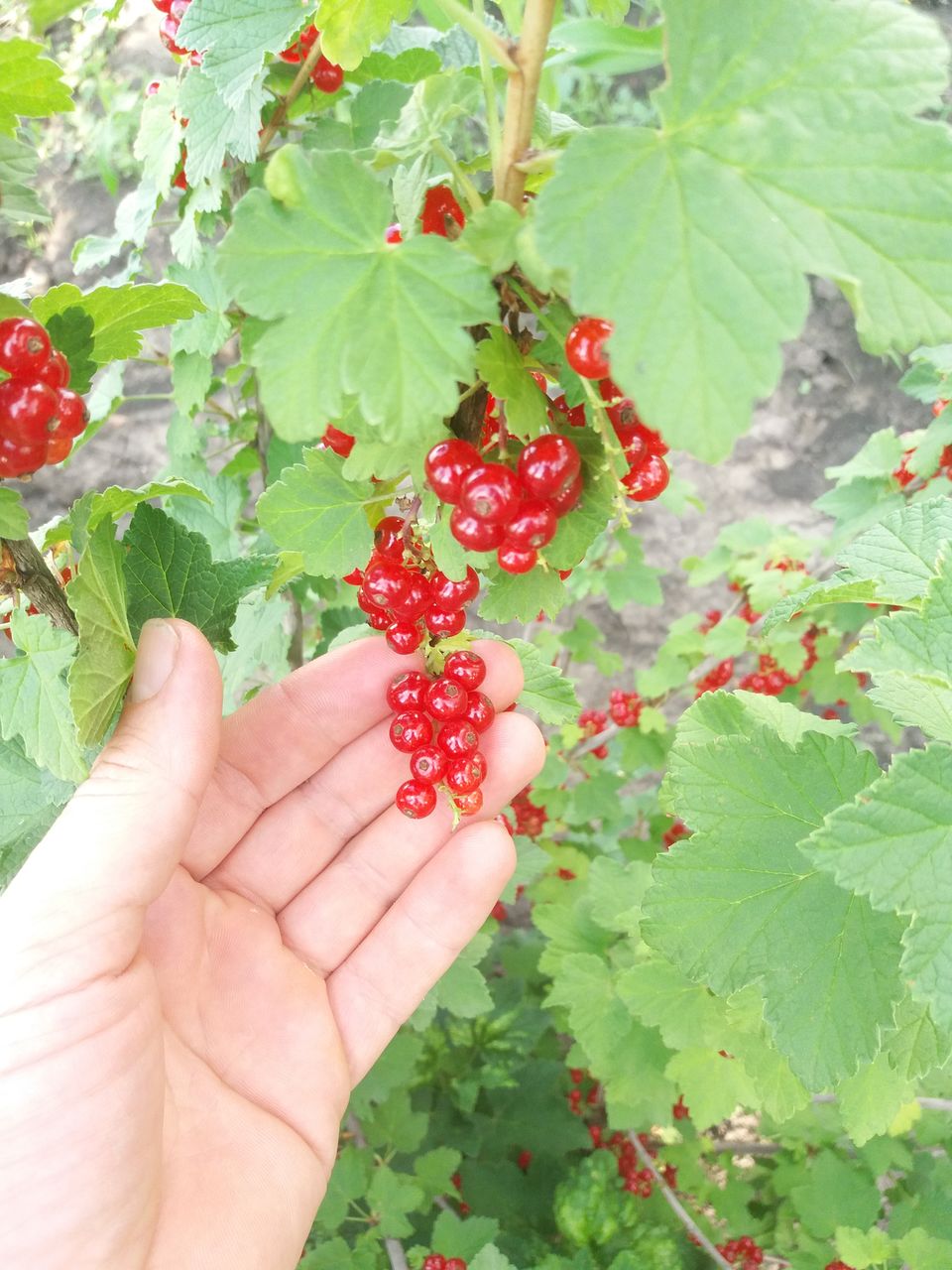 Vind smorodina rosie coacaza direct de la producator in jur de 600kg foto 2