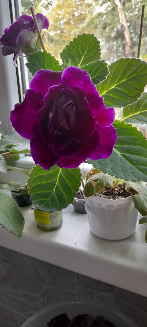 Продам комнатные цветы из своей коллекции