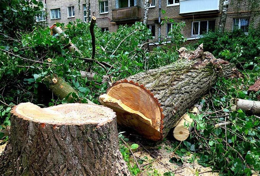 Спил деревьев и веток любой сложности фото 0
