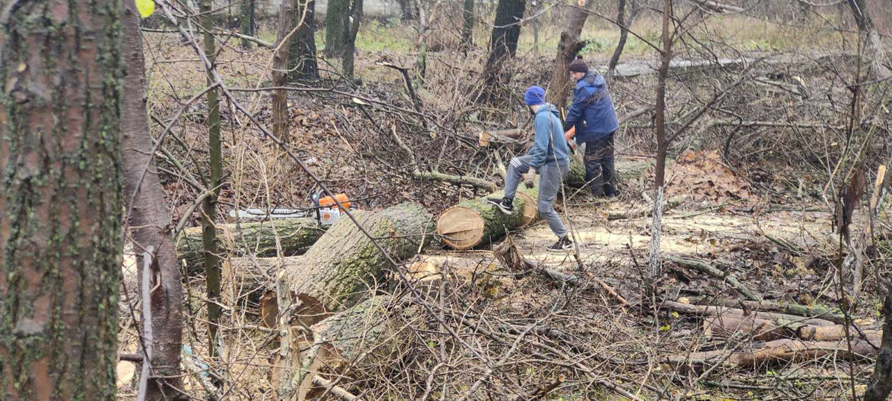 Servicii tăiere a copacilor sau crengilor problematice! foto 8