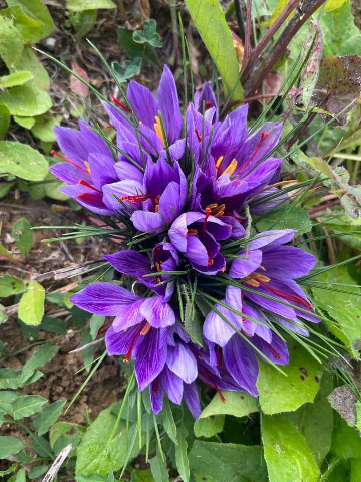 Cormi de șofran ( Crocus Sativus) foto 2