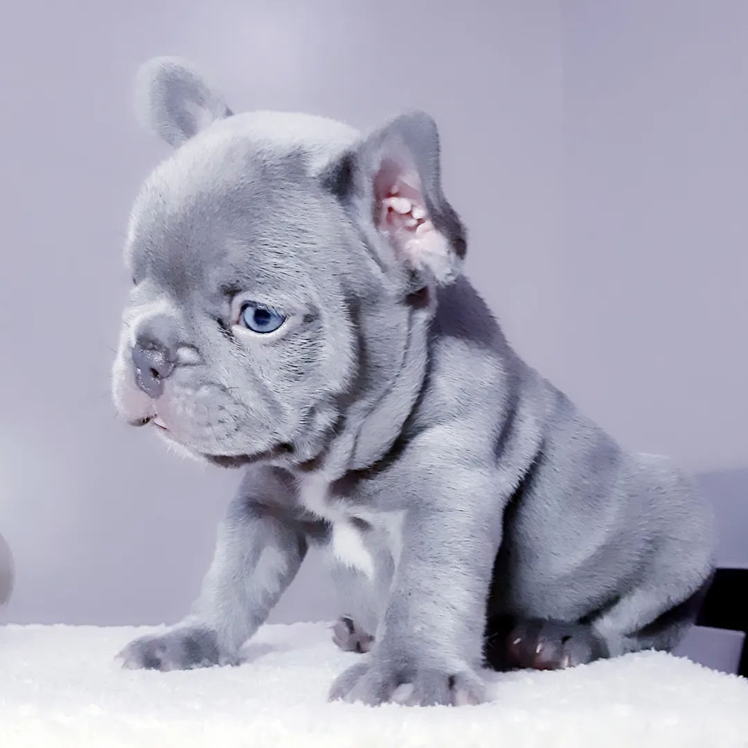 Французский бульдог фото, фотографии щенков, взрослой собаки, голубой, мини