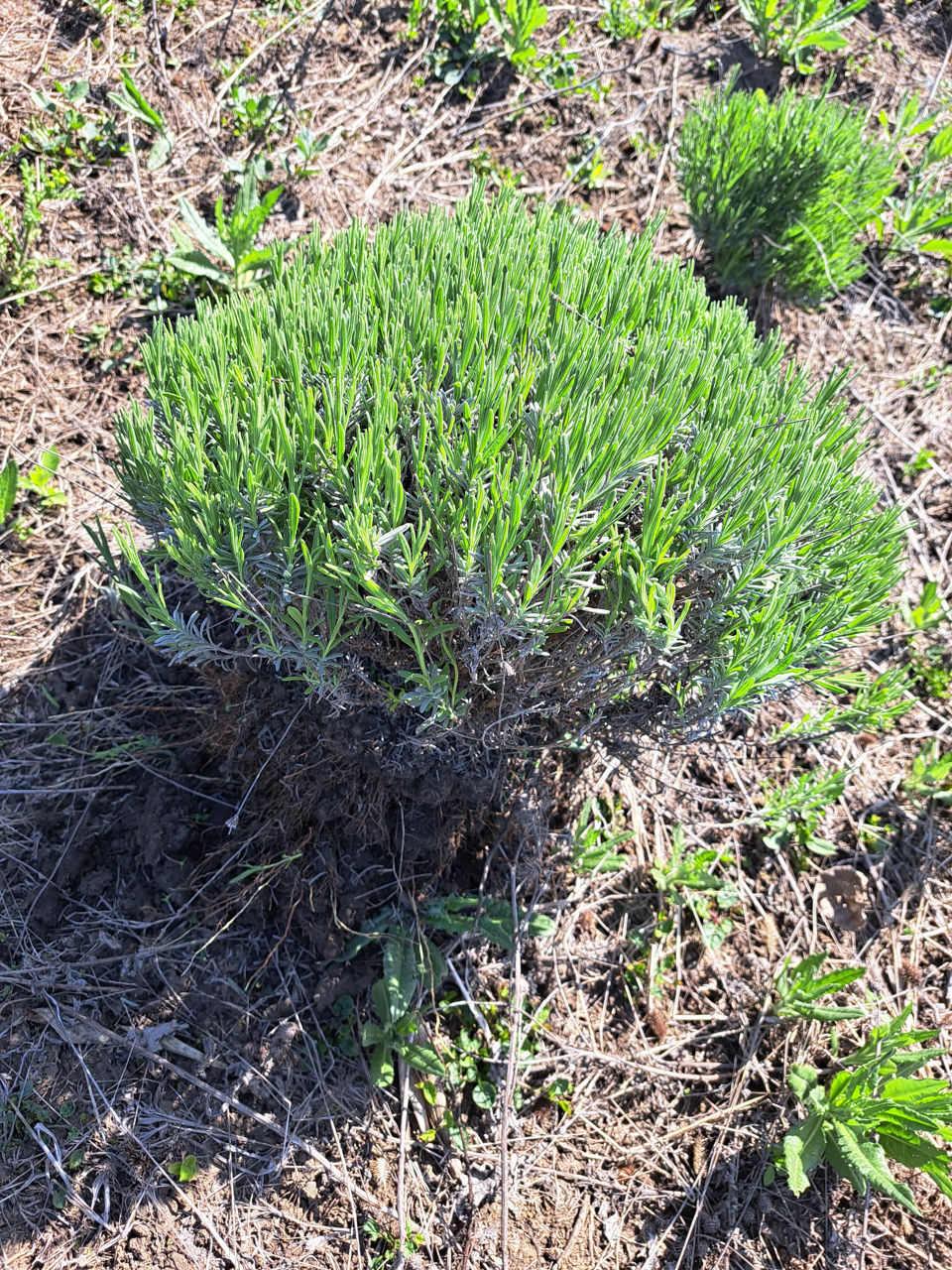 Lavanda foto 5