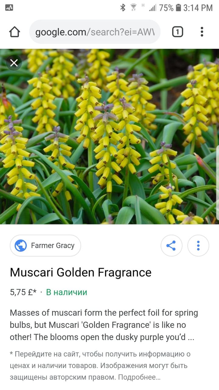 zambile, crocus, lalele, narcis, iris, branduse, fritillaria, muscari foto 9