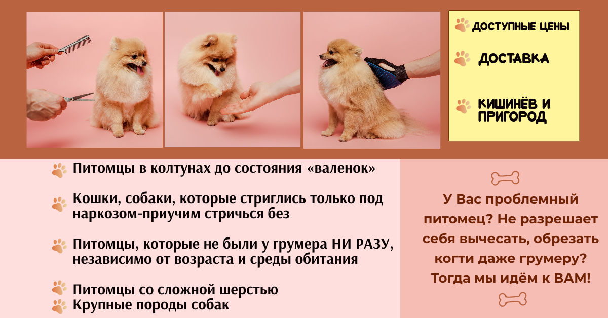 Груминг сложных и капризных питомцев без седации Чеканы. Яловены фото 9