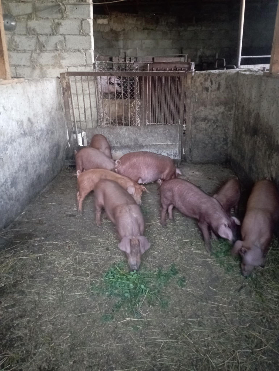 Vînd purcei rasă duroc  foto 1