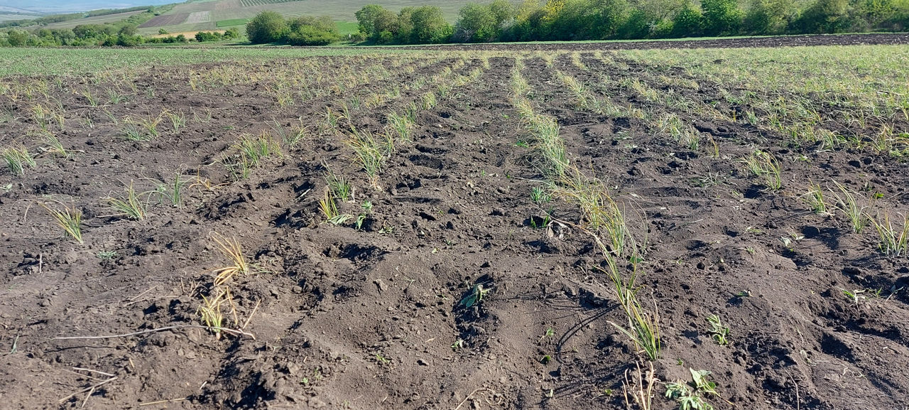 Afacere activă- Cultivarea celui mai scump Condiment- Şofran foto 5