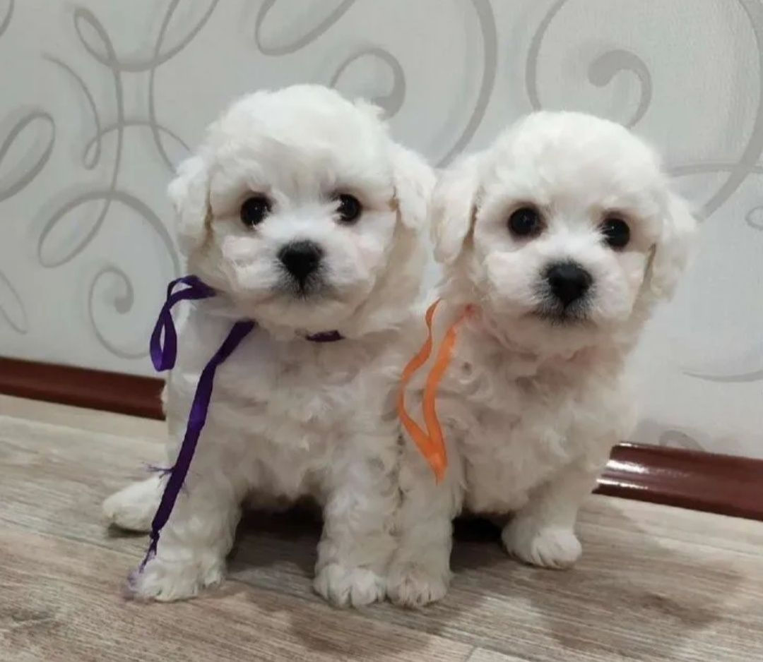 Bichon Frizze фото 0