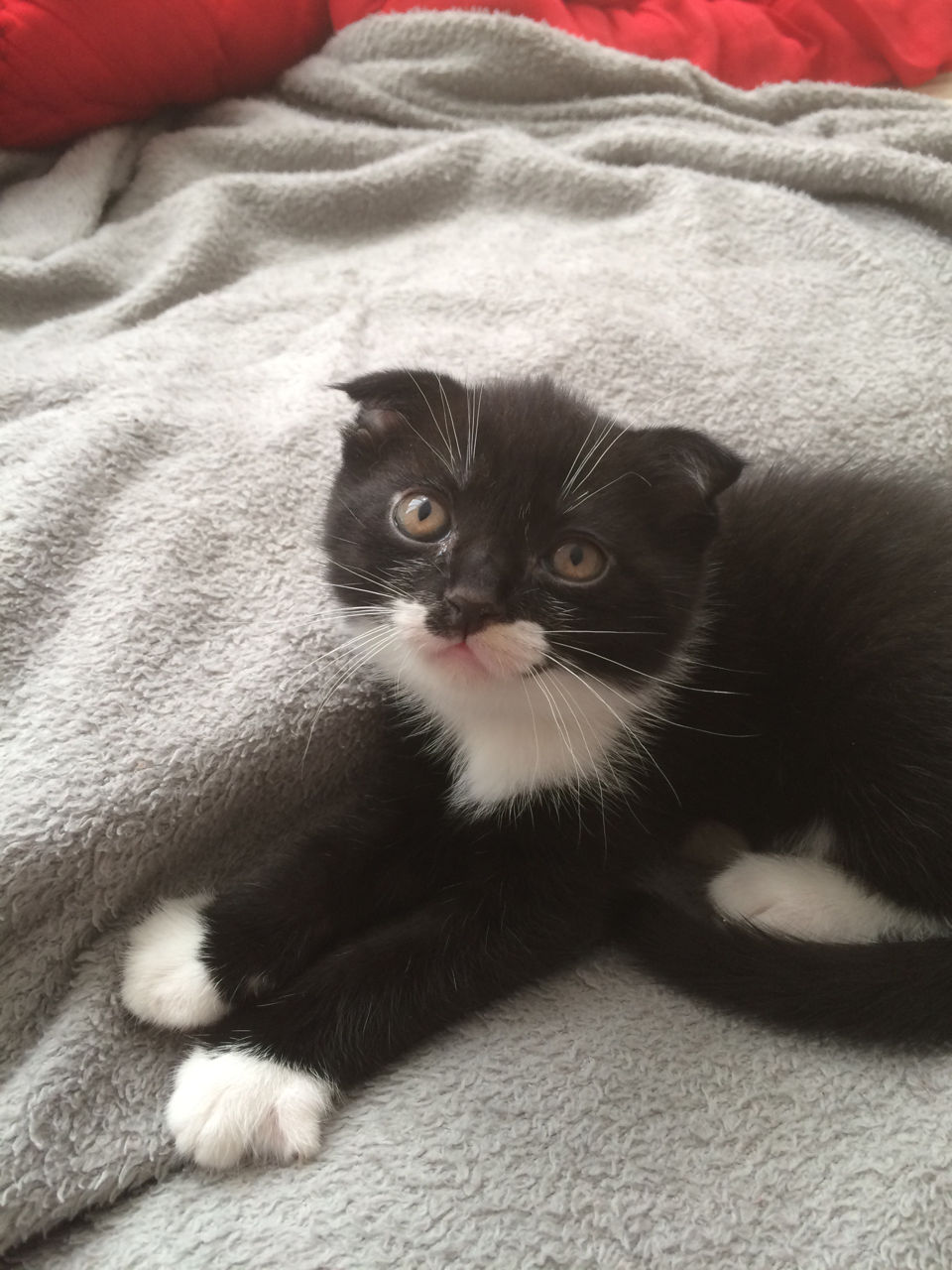 Вислоухий котёнок