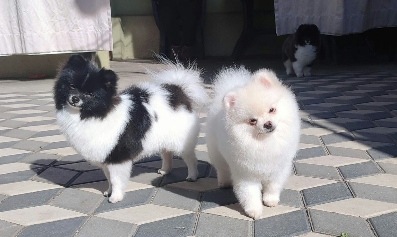 German Spitz toy