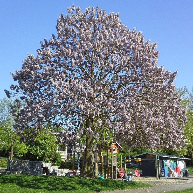 Se vand rasaduri de Paulownia Tomentosa! foto 3