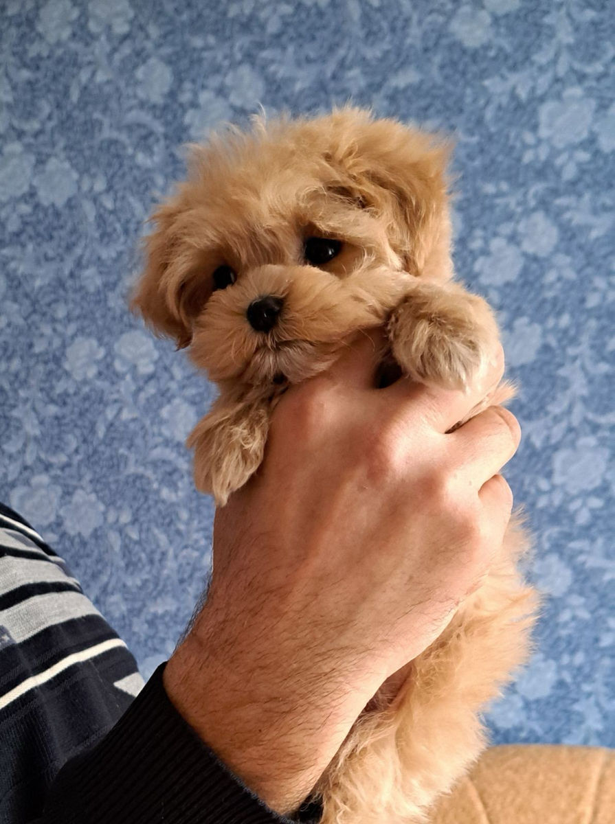 Mini maltipoo foto 0