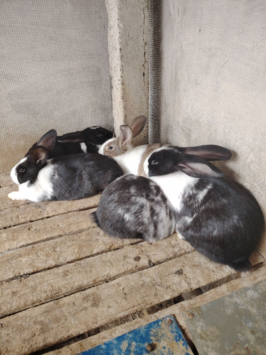 Vînd iepuri Hycole foto 5