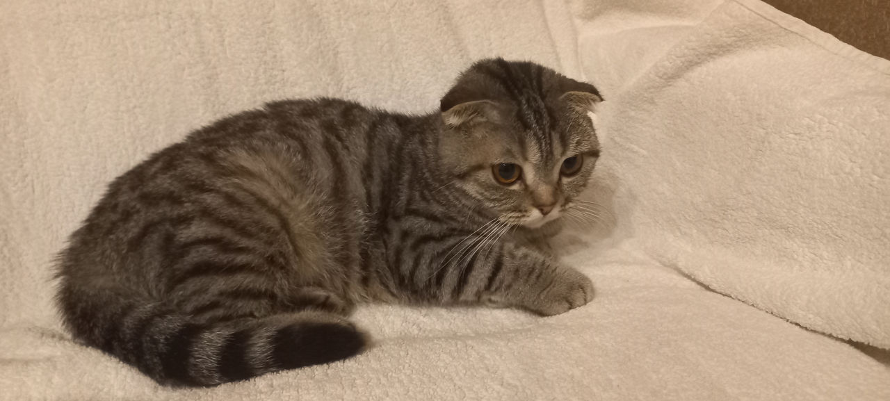 Скоттиш-фолд