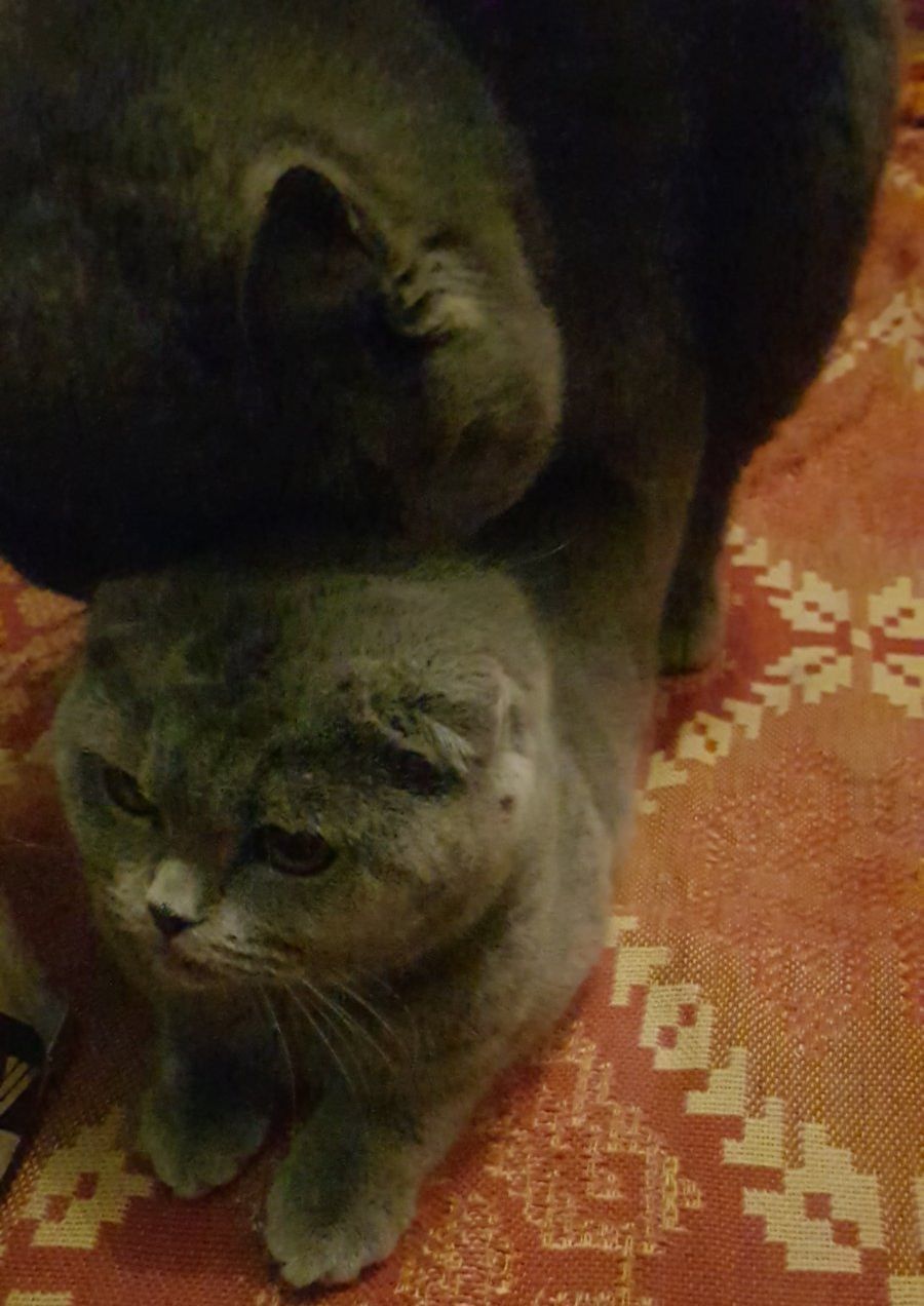 Motan British Shorthair Blue pentru montă foto 8