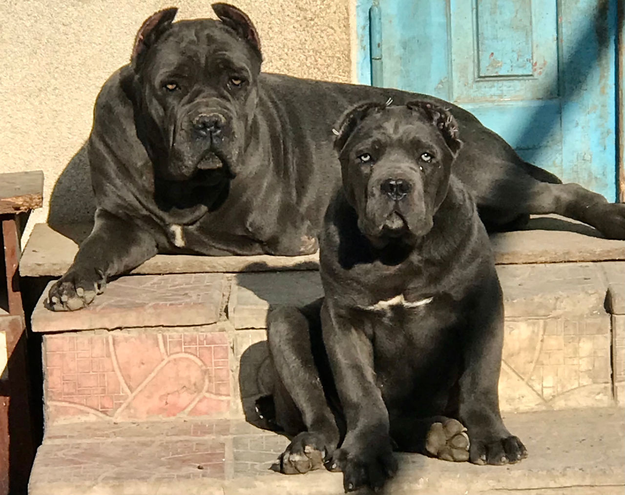 Щенки Cane-corso