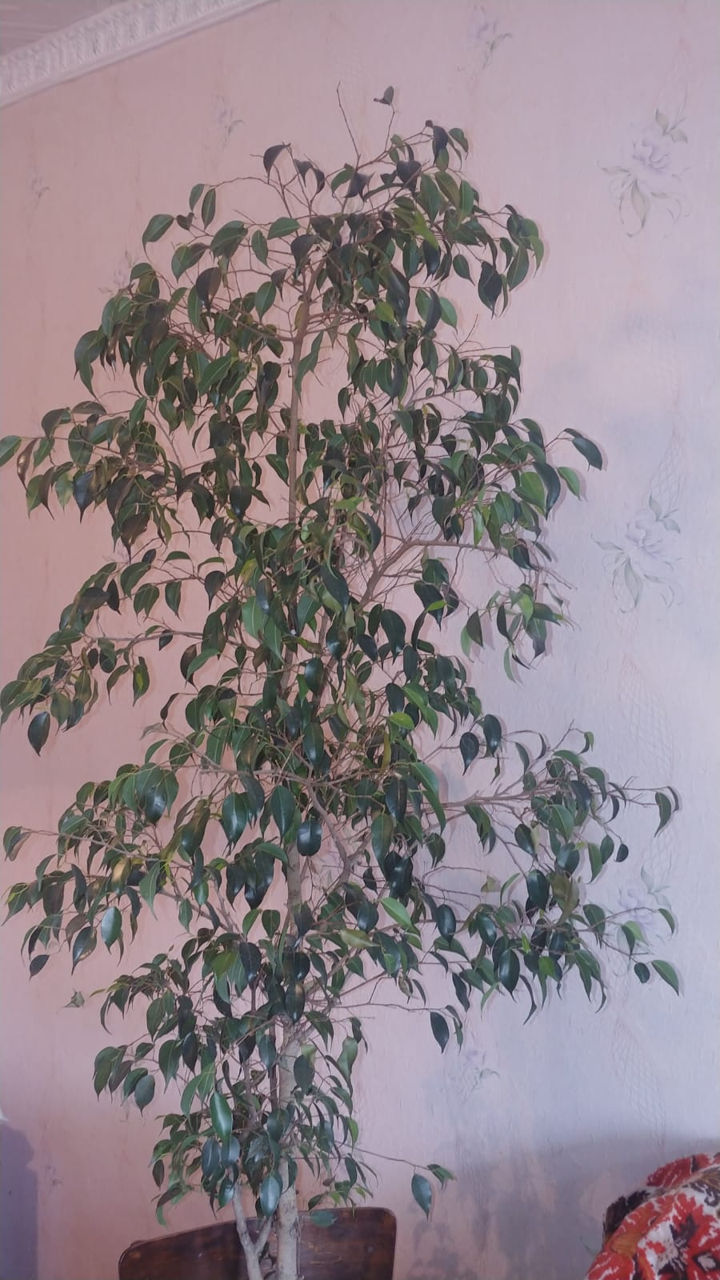 Vând ficus foto 2
