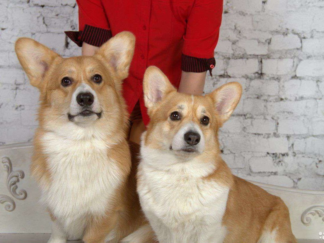 Щенки корги