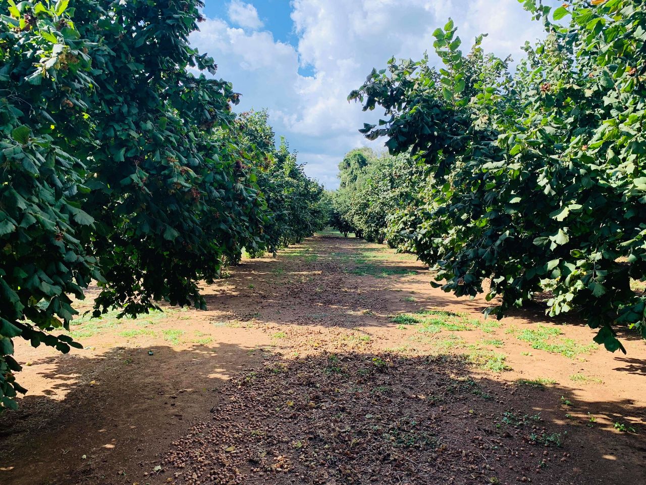 Puieți alun + asistență agronomică 5 ani, fără plăți adiționale! foto 0
