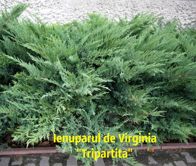 pepiniera. Plante decorative vesnic verzi si frunza cazatoare in com. Tohatin, mun. Chisinau. foto 2