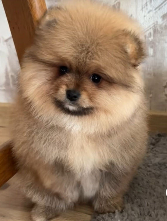 Pomeranian  померанский  шпиц foto 3