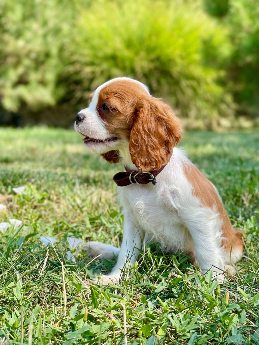 Кавалер чарльз кинг спаниель Cavalier King Charles Spaniel foto 1