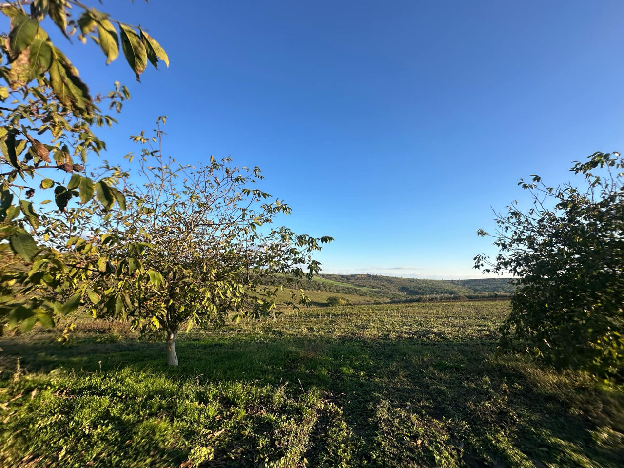 Vindem Teren Agricol cu Livadă 10ha+viță de vie 4ha+5ha  teren arabil. Țepoaia, comunaTigheci, Leova foto 8