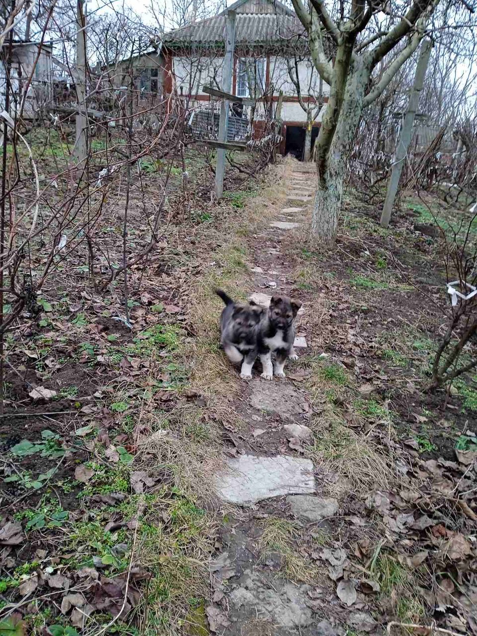 Catei de Сiobanesc german (mama) si Haski (tata) !!! Щенки