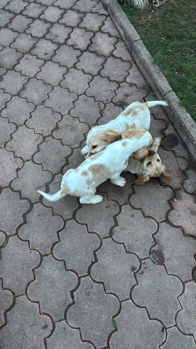 Cățeluși de Cocker Spaniel foto 9